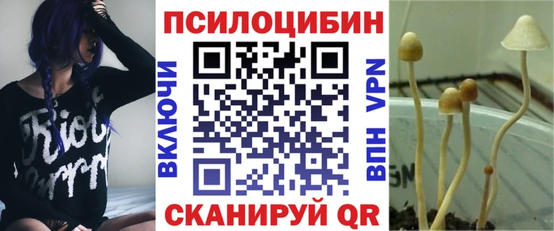 Псилоцибиновые грибы Psilocybe  Купить где  Пущино 